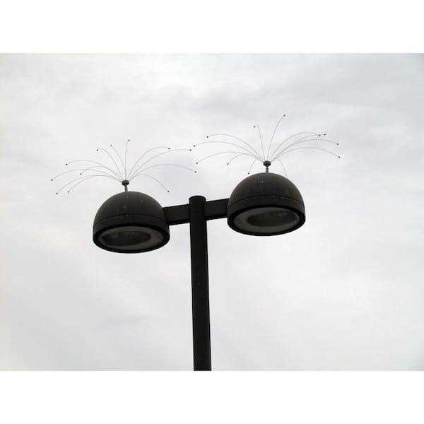 Stainless Steel Bird Spider S530