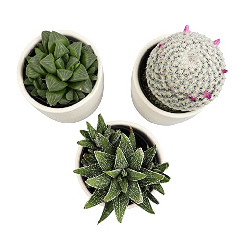 3 Pack Succulents Plants Live in Plant Pot Set K275