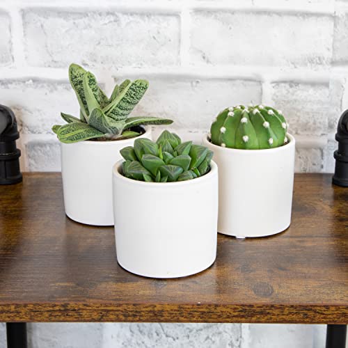 3 Pack Succulents Plants Live in Plant Pot Set K275