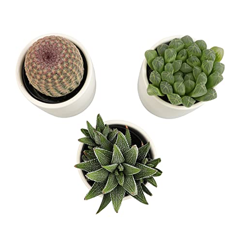 3 Pack Succulents Plants Live in Plant Pot Set K275