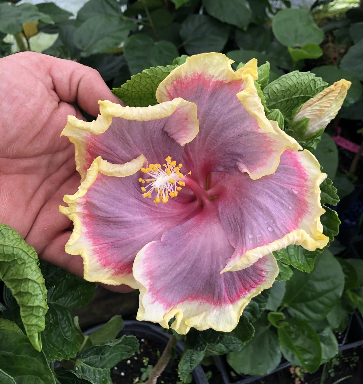 Tropical Hibiscus B18051