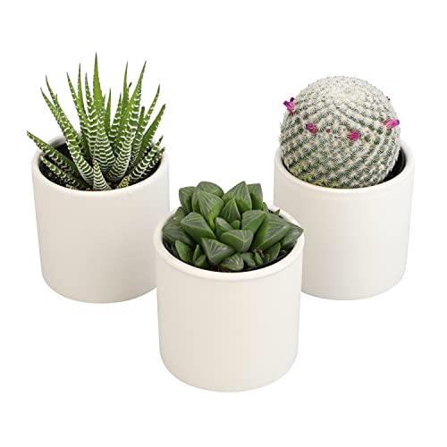 3 Pack Succulents Plants Live in Plant Pot Set K275