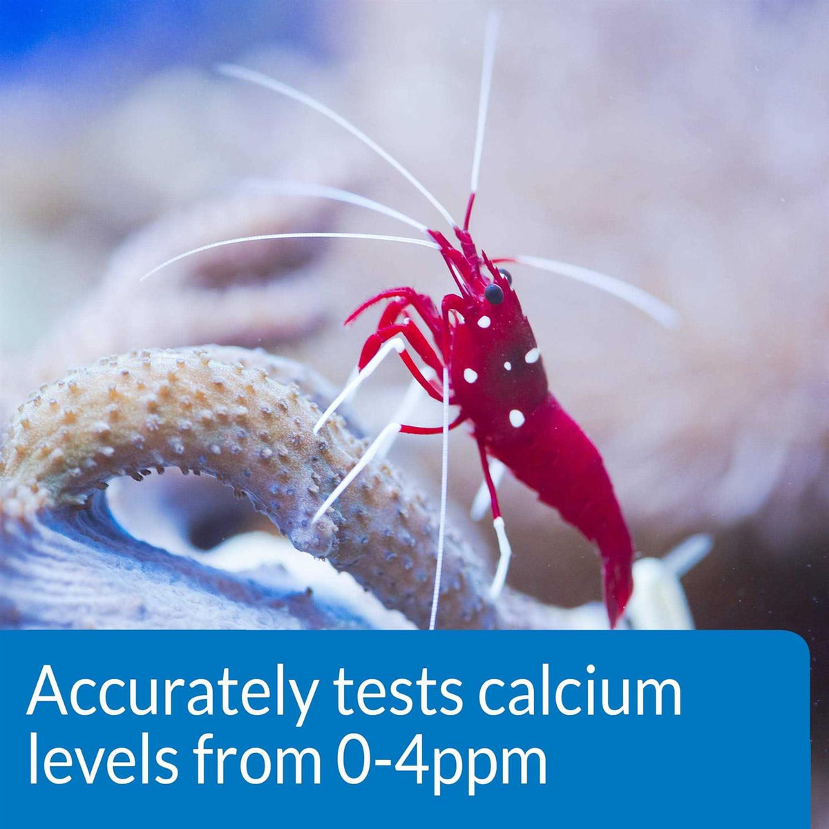 Calcium Test Kit W308444