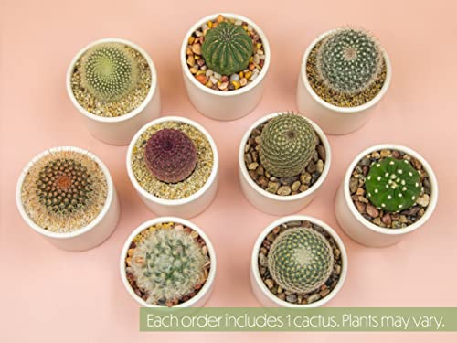 3 Pack Succulents Plants Live in Plant Pot Set K275