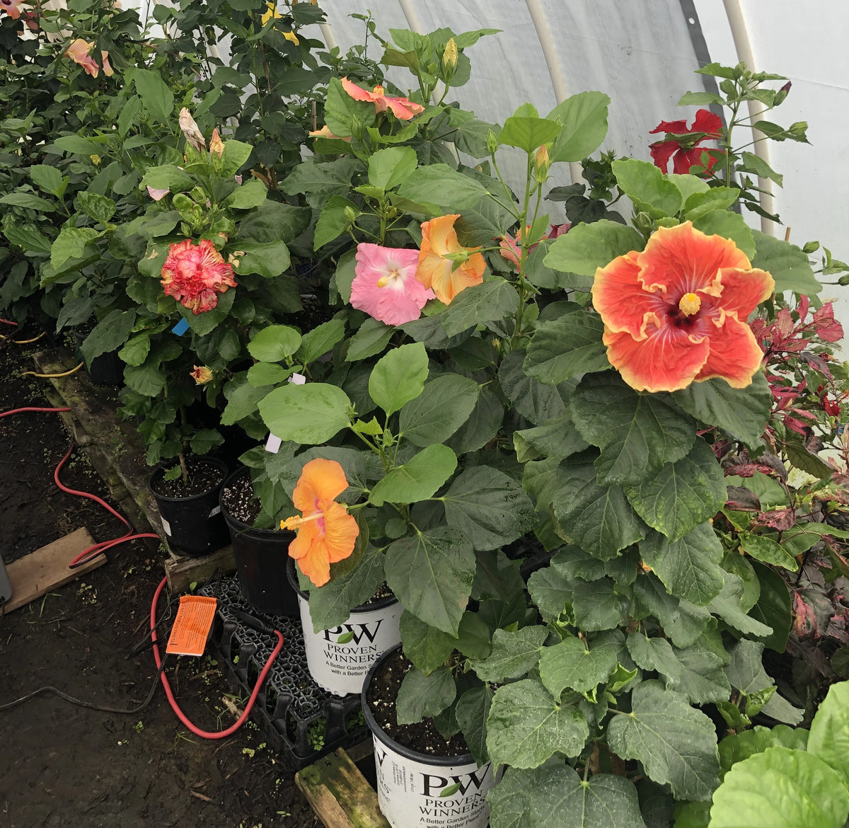 Tropical Hibiscus B18051