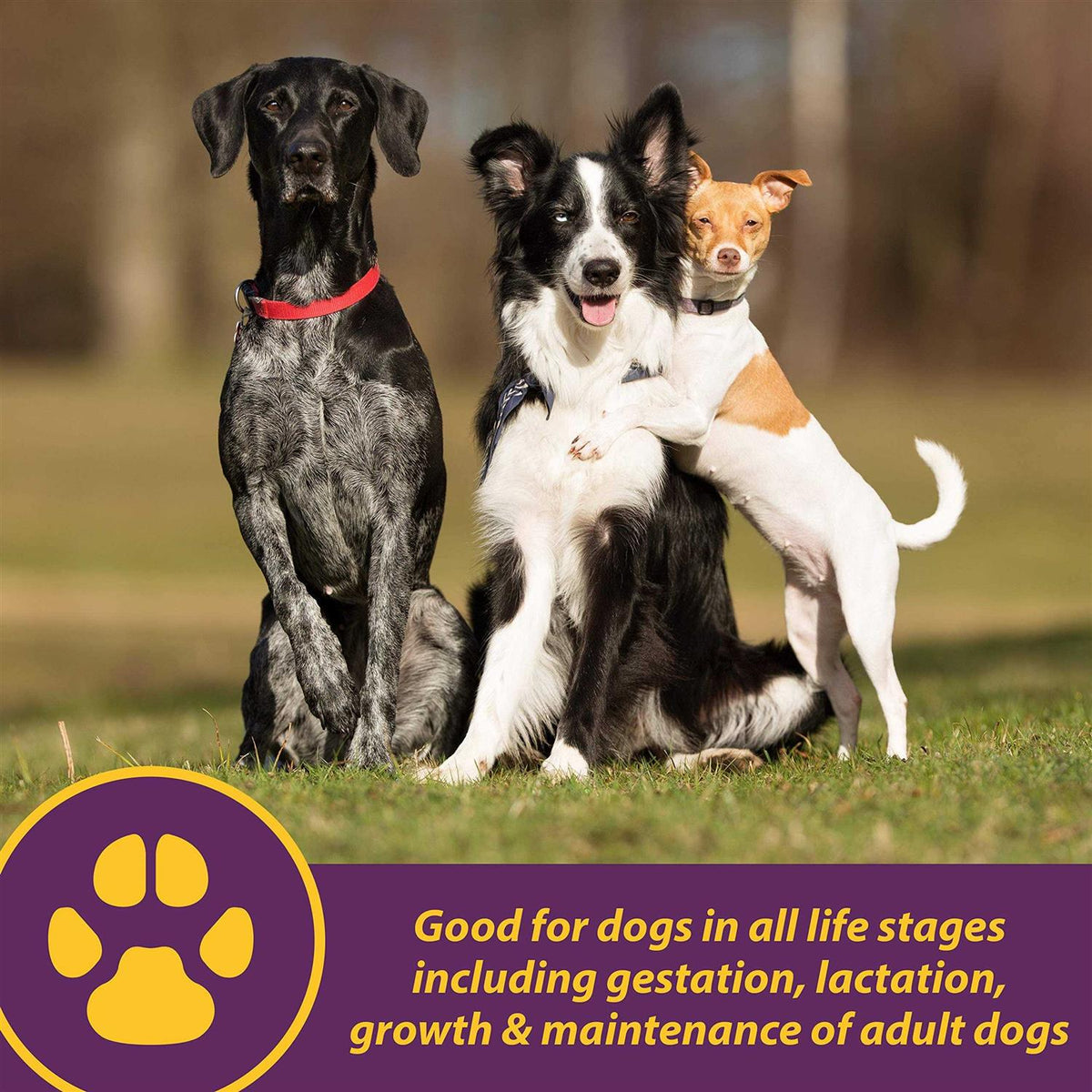 Canine Red Cell C75464