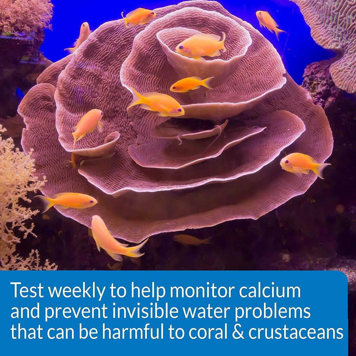 Calcium Test Kit W308444