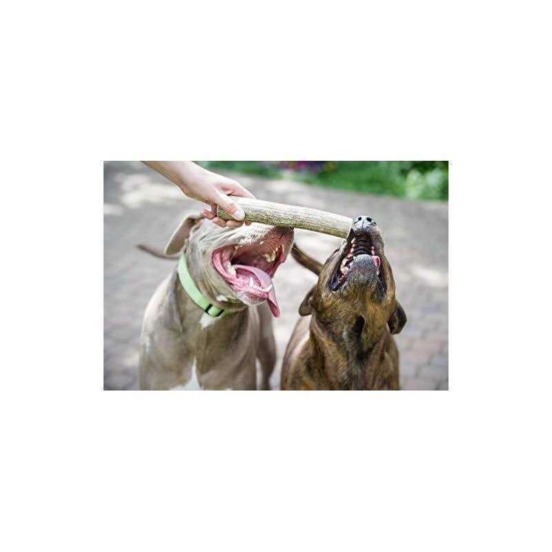 Elk Antler Dog Chew S643371