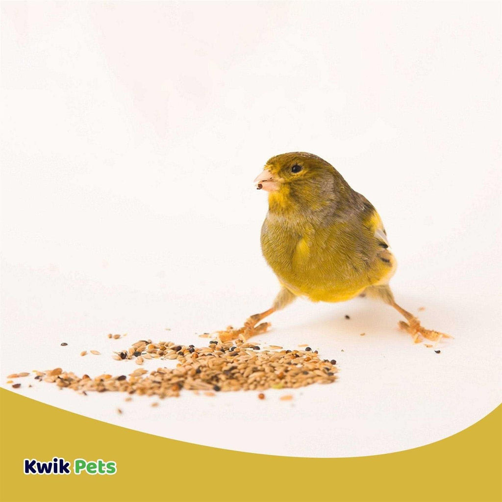 Canary Seed T6446