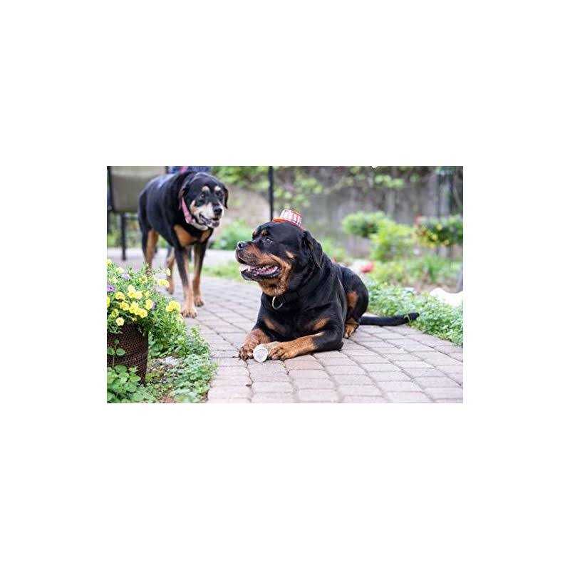 Elk Antler Dog Chew S643371