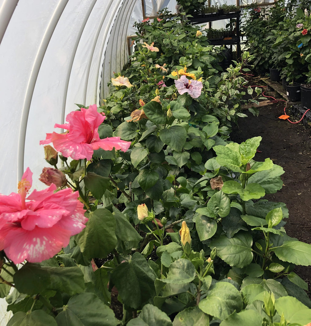 Tropical Hibiscus B18051