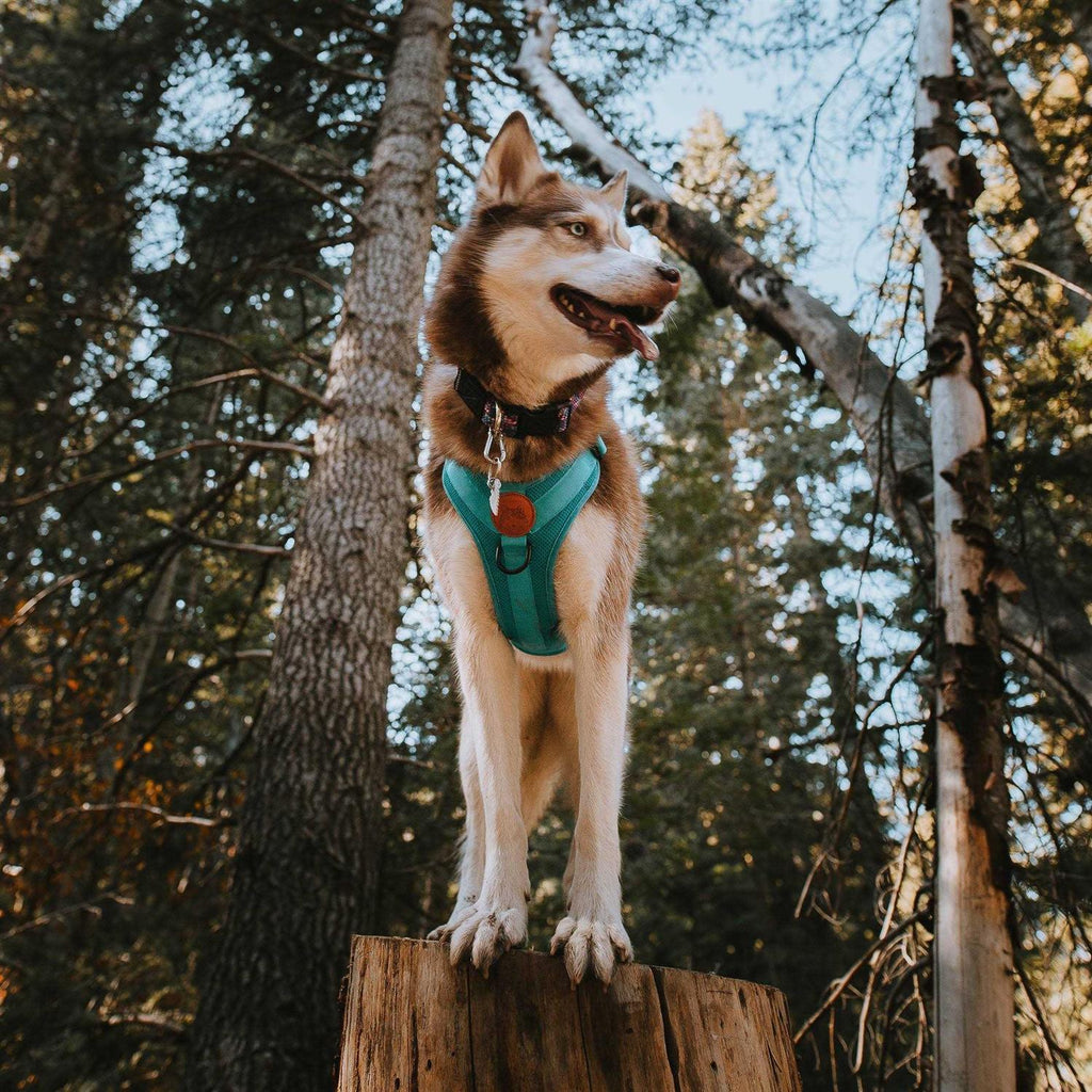 Dog Harness X98074