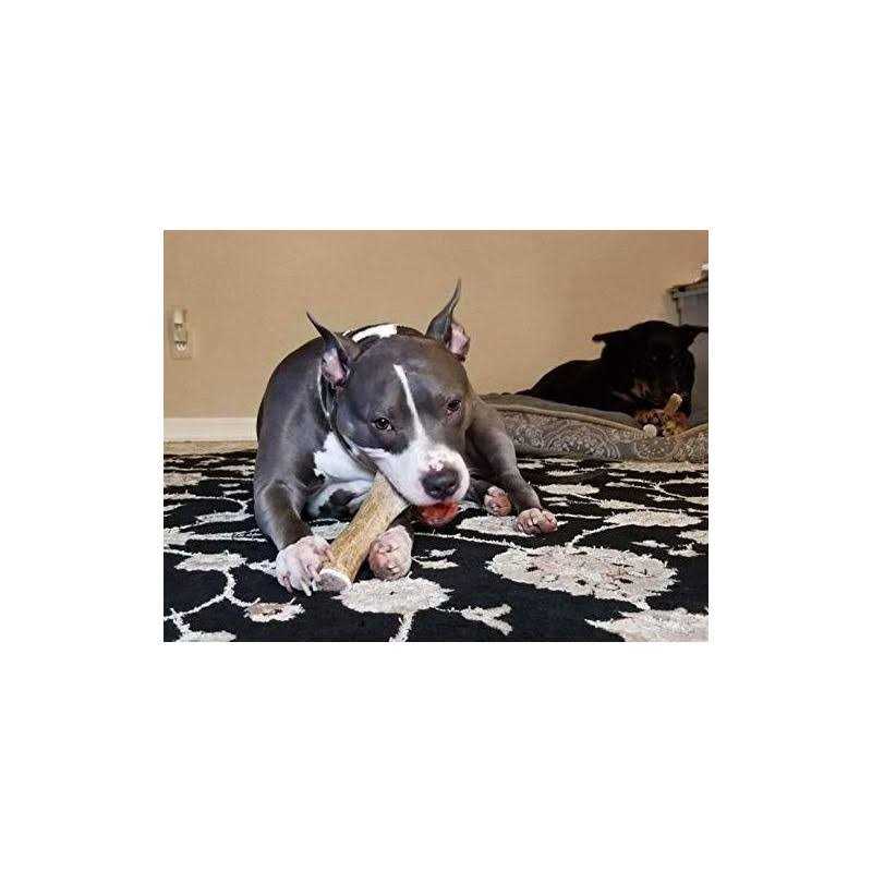 Elk Antler Dog Chew S643371
