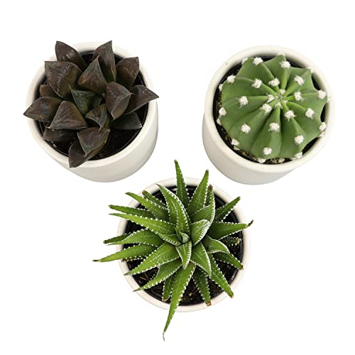 3 Pack Succulents Plants Live in Plant Pot Set K275