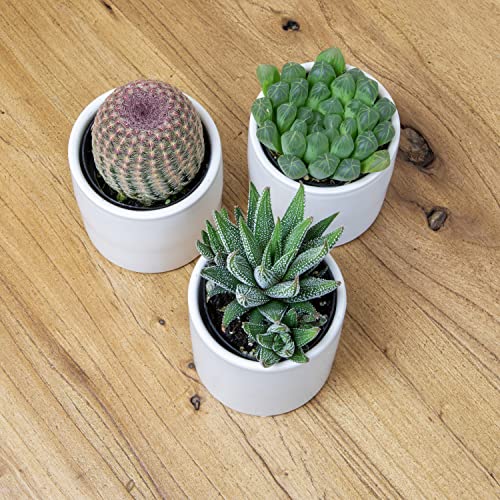 3 Pack Succulents Plants Live in Plant Pot Set K275