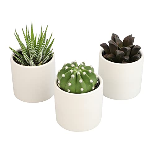 3 Pack Succulents Plants Live in Plant Pot Set K275