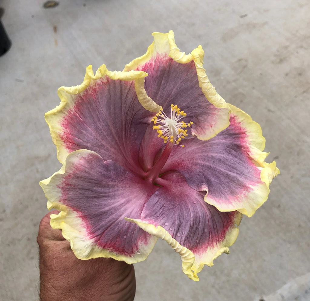 Tropical Hibiscus B18051