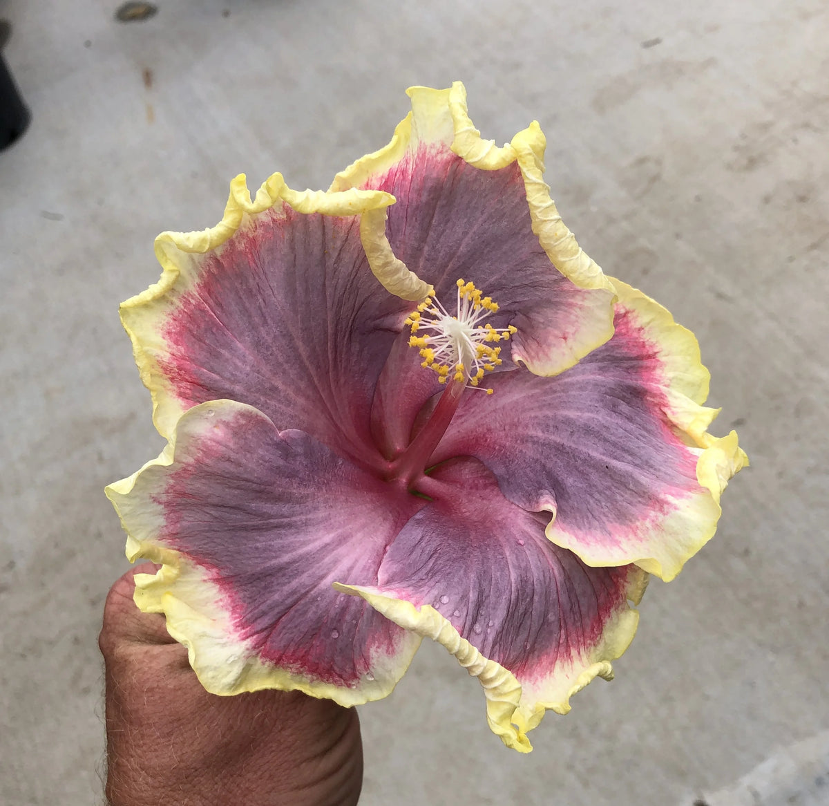 Tropical Hibiscus B18051