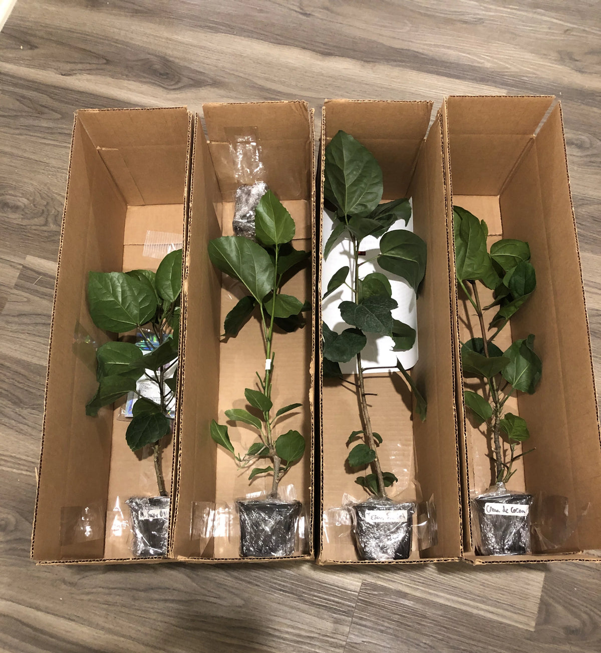 Tropical Hibiscus B18051