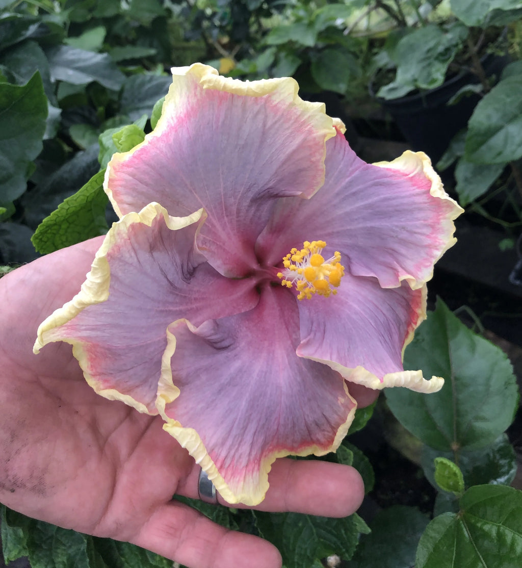 Tropical Hibiscus B18051