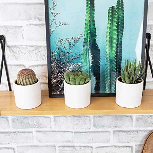 3 Pack Succulents Plants Live in Plant Pot Set K275