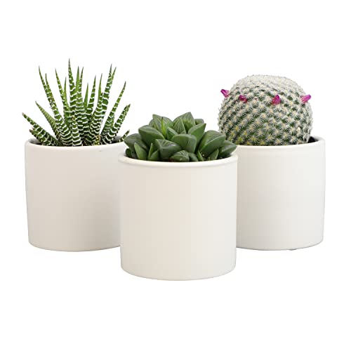 3 Pack Succulents Plants Live in Plant Pot Set K275