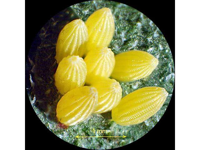 7X-45X Table Pillar Stand Zoom Binocular Stereo Microscope R7456