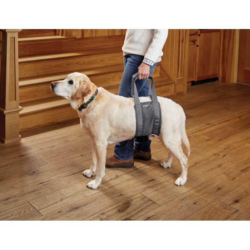 Gray Rear Dog Lift F292513