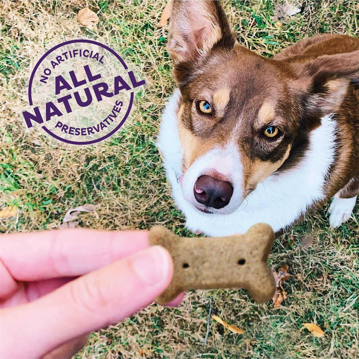 Natural Dog Biscuits I413