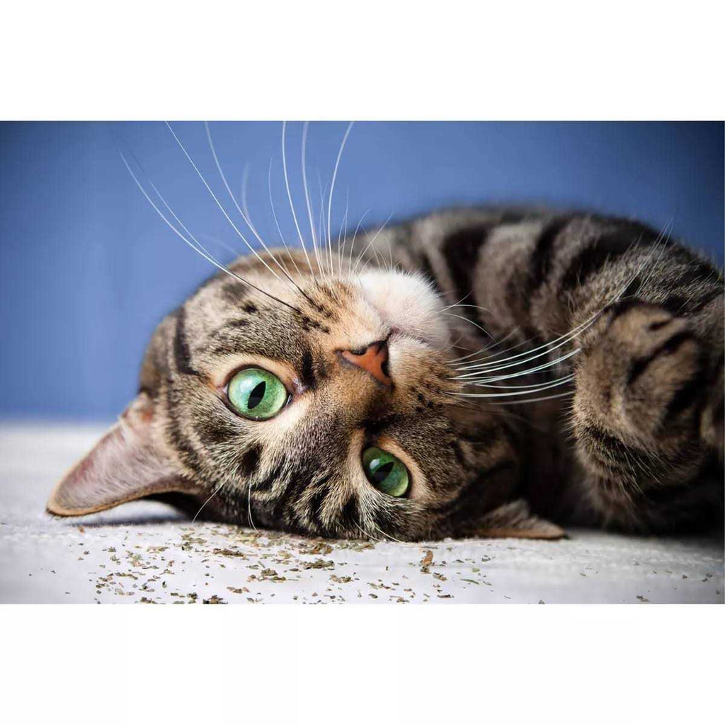 Catnip with Silvervine M95363