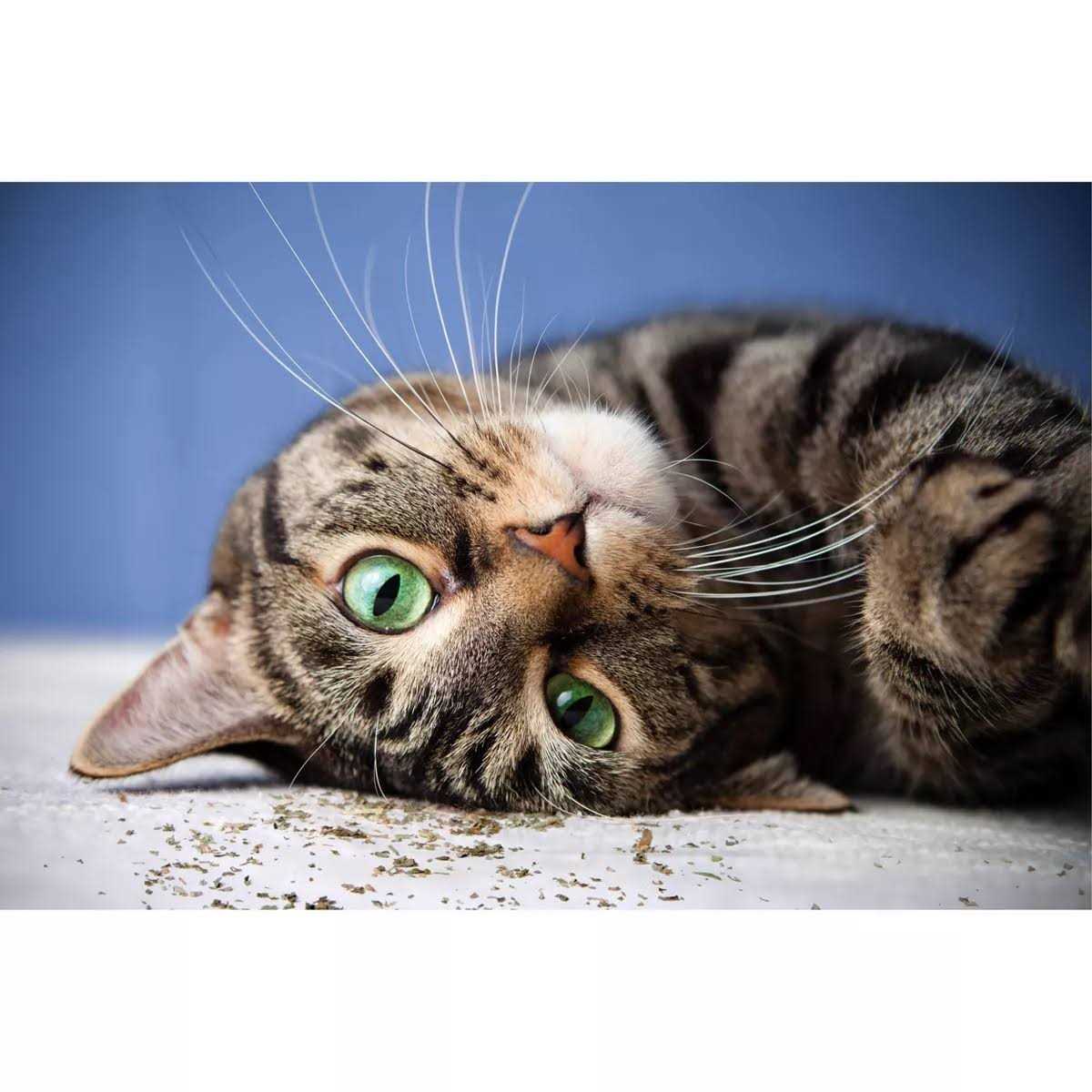 Catnip with Silvervine M95363
