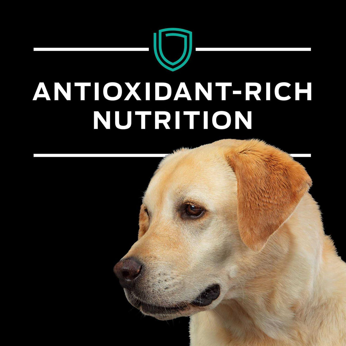 Gastroenteric Formula Dry Dog Food E154