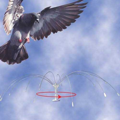 Stainless Steel Bird Spider S530